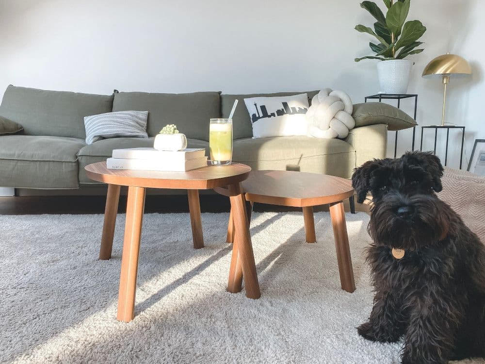 Cleaning Up After Pets Without Harsh Chemicals